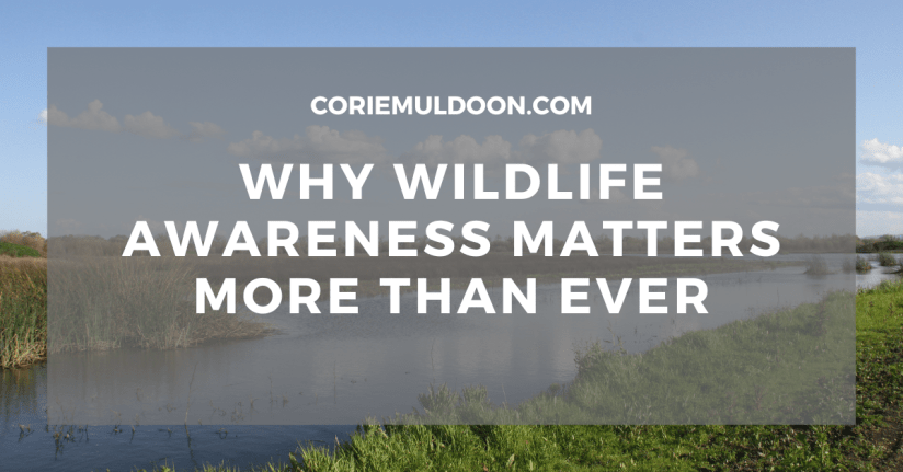 Welcome to Wild Connections: Why Wildlife Awareness Matters More Than Ever